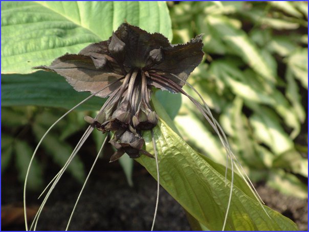 Bat flower