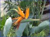 Bird of paradise