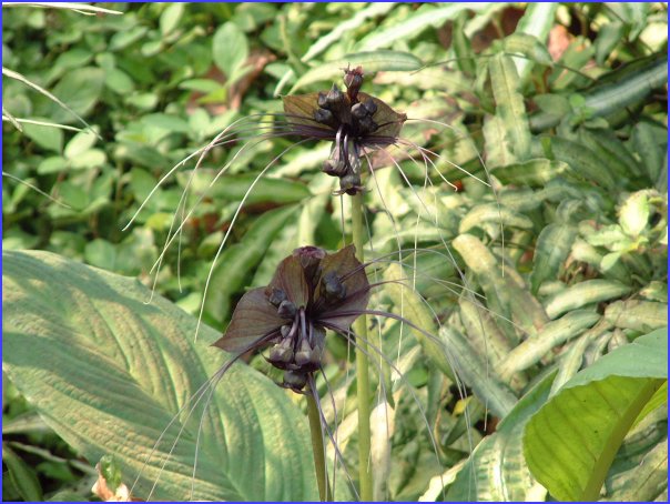 Bat Flower