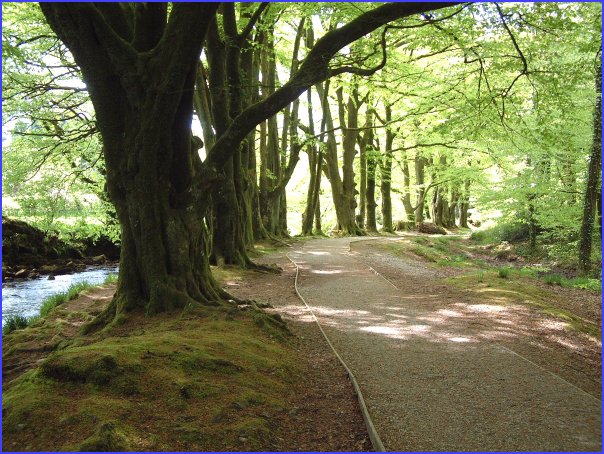 Golitha Falls