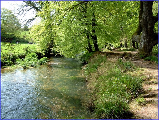 Golitha Falls