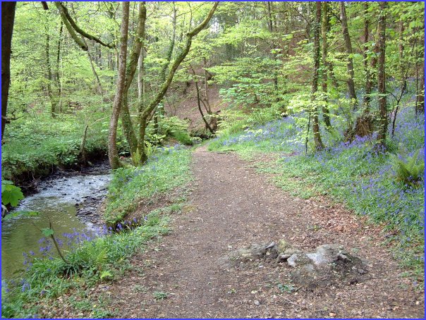 Gweek woods