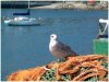 Newlyn Harbour