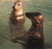 Seal pup